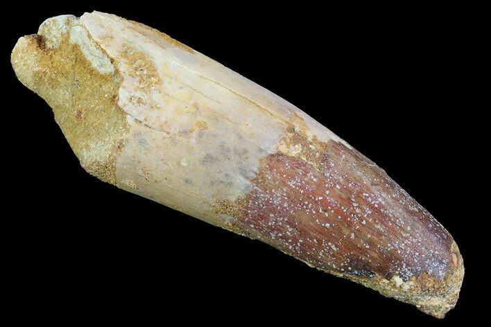 Real Spinosaurus Tooth - Partial Root #81052